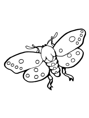 Moths Insect Coloring Page